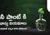 ఇంట్లో ఉన్న మనీ ప్లాంట్ కి ఈ జాగ్రత్తలు తీసుకోకుంటే ఉన్న డబ్బు పోతుంది! | Vastu Tips For Money Plant Vastu Tips For Money Plant
