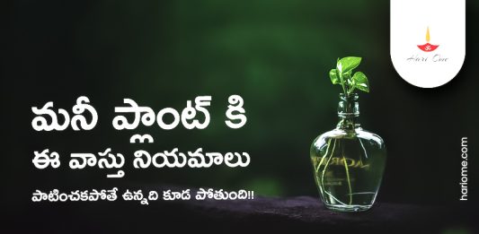 Vastu Tips For Money Plant