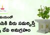 తులసికి నీరు సమర్పించడానికి సరైన సమయం ఏమిటి? | Right Time to Offer Water to Tulsi Right Time to Offer Water to Tulsi