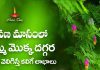 శ్రావణ మాసంలో జమ్మి మొక్క దగ్గర దీపం పెడితే కలిగే ప్రయోజనాలు ఏమిటి?! | Shami plant Benefits of Lighting a Lamp Near Shami Plant in Shravan Maasam