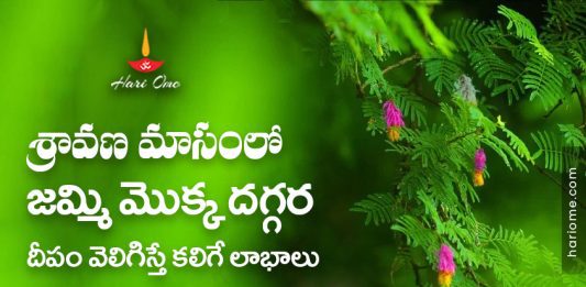 Benefits of Lighting a Lamp Near Shami Plant in Shravan Maasam