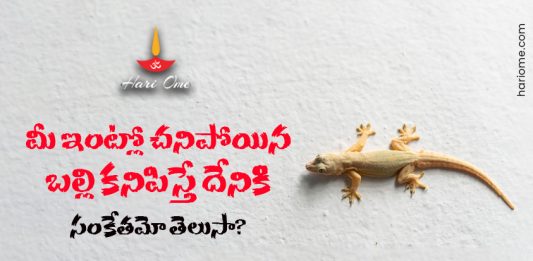 Dead Lizard Vastu Shastra