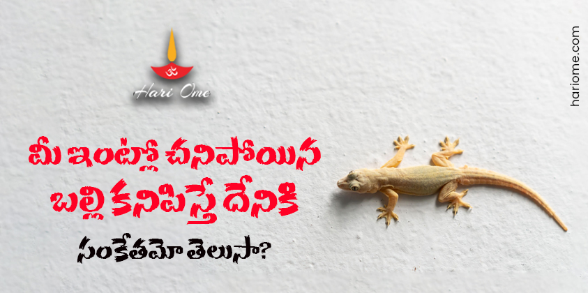Dead Lizard Vastu Shastra