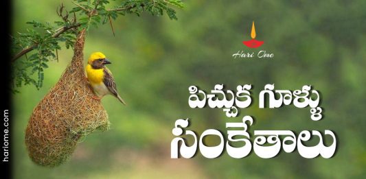 Vastu Tips of Sparrow Nest