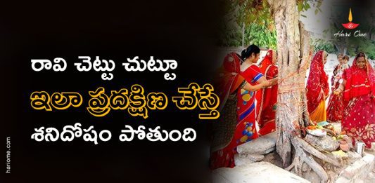Peepal Tree Parikrama Significance & Benefits