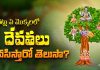 దేవతా వృక్షాలు: ఏ చెట్లు, మొక్కలలో ఏ దేవతలు నివసిస్తారో తెలుసా?! Deity Trees Which Deities Lives in Which Trees & Plants