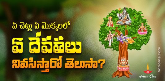 Which Deities Lives in Which Trees & Plants