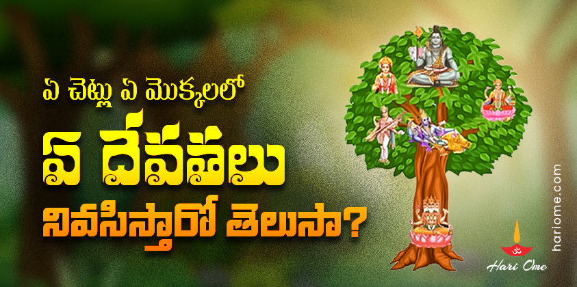 This tree where all gods reside
