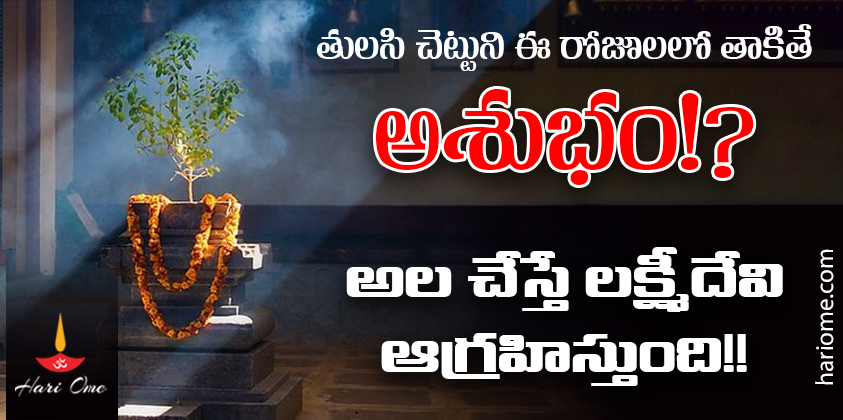 Touching Tulasi plant on these days is auspicious