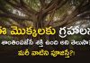 గ్రహాలను శాంతింపజేసే మొక్కలు ఉన్నాయంటే నమ్ముతారా?| Grah Dosh Nivaran With Trees? Grah Dosh Nivaran With Trees