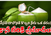 Coconut Water | వేసవి దాహానికి కొబ్బరి నీరు దివ్యౌషదం, కానీ ఈ సమస్యలున్నవారికి ప్రమాదం! Coconut Water Benefits