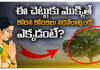 Srisailam wish fulfilling tree | కోరికలు నేరవేర్చే ఈ చెట్టు ఇక్కడి ప్రత్యేకత The tree that fulfills wishes in srisailam