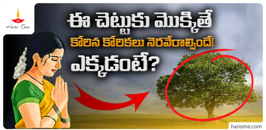 The tree that fulfills wishes in srisailam