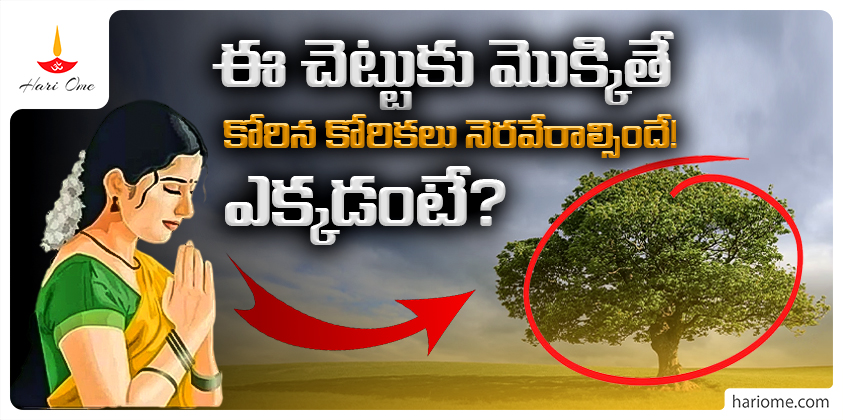 The tree that fulfills wishes in srisailam