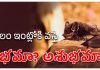 Gabbilam | గబ్బిలం ఇంట్లోకి వస్తే శుభమా? అశుభమా? Gabbilam