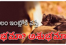 Gabbilam | గబ్బిలం ఇంట్లోకి వస్తే శుభమా? అశుభమా? Gabbilam