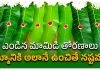 Mango Leaves| ఎండిన మామిడి తోరణాలు గుమ్మానికి అలానే ఉంచితే నష్టమా ? Mango Leaves