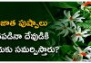 The Parijatha flower|పారిజాత పుష్పాలు కిందపడినా దేవుడికి ఎందుకు సమర్పిస్తారు? Parijatha flower
