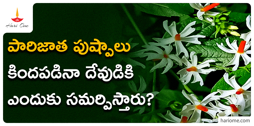 Parijatha flower
